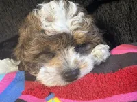 Handsome , a male Maltese and Shih Tzu for sale in Inglewood, CA – 3 of 10