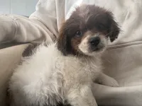 Golden, a male Maltese and Shih Tzu for sale in Inglewood, CA – 3 of 9