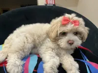Leelee, a female Maltese and Shih Tzu for sale in Inglewood, CA – 4 of 10