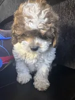 Handsome , a male Maltese and Shih Tzu for sale in Inglewood, CA – 9 of 10