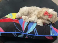 Leelee, a female Maltese and Shih Tzu for sale in Inglewood, CA – 3 of 10