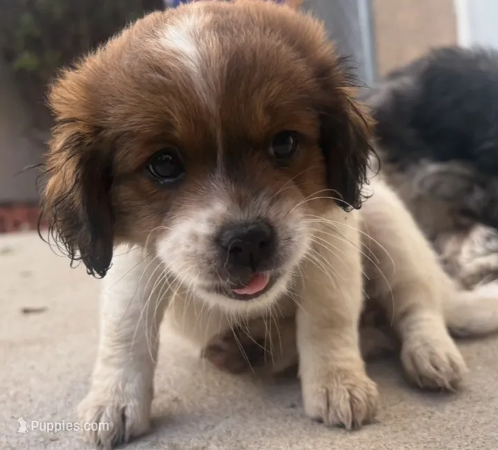 Golden – Maltese, Shih Tzu puppy for sale in Inglewood, CA
