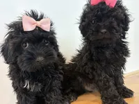 Pretty, a female Maltese and Shih Tzu for sale in Inglewood, CA – 6 of 6