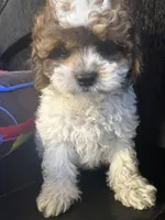 Handsome , a male Maltese and Shih Tzu for sale in Inglewood, CA – 4 of 10
