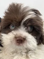 Eyes, a male Maltese and Shih Tzu for sale in Inglewood, CA – 6 of 6