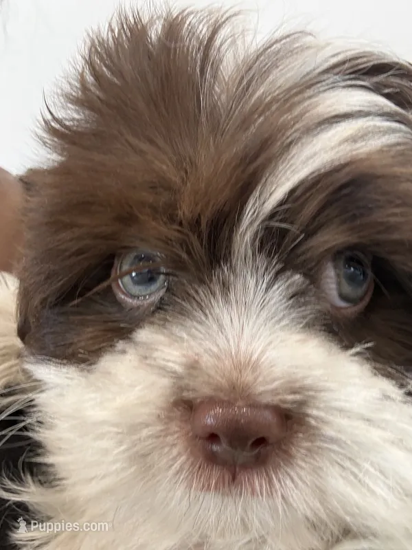Eyes – Maltese, Shih Tzu puppy for sale in Inglewood, CA