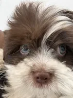 Eyes, a male Maltese and Shih Tzu for sale in Inglewood, CA – 3 of 6