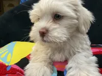 LYTE, a male Maltese and Shih Tzu for sale in Inglewood, CA – 5 of 9