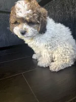 Handsome , a male Maltese and Shih Tzu for sale in Inglewood, CA – 8 of 10