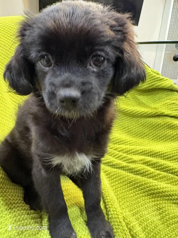 LL – Shih Tzu puppy for sale in Inglewood, CA