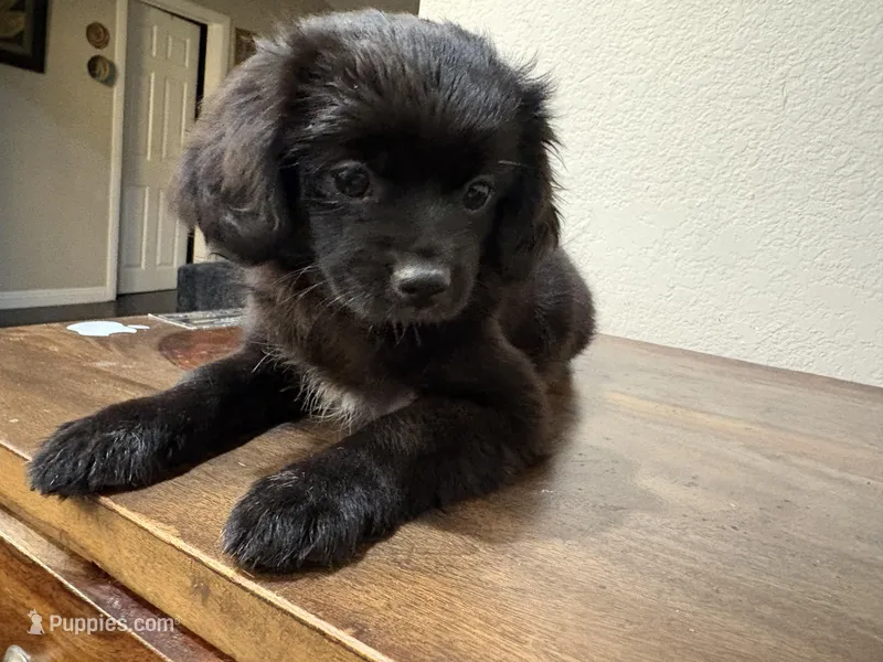 LL – Shih Tzu puppy for sale in Inglewood, CA