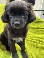 LL, a female Shih Tzu and Poodle - Standard  for sale in Inglewood, CA – Photo 5 of 7