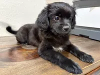 LL, a female Shih Tzu for sale in Inglewood, CA – Photo 4 of 9