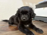 LL, a female Shih Tzu for sale in Inglewood, CA – Photo 3 of 9