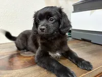 LL, a female Shih Tzu for sale in Inglewood, CA – Photo 9 of 9