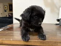 LL, a female Shih Tzu for sale in Inglewood, CA – Photo 8 of 9