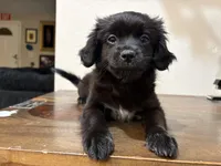 LL, a female Shih Tzu for sale in Inglewood, CA – Photo 6 of 9