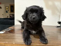 LL, a female Shih Tzu for sale in Inglewood, CA – Photo 7 of 9