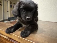 LL, a female Shih Tzu for sale in Inglewood, CA – Photo 2 of 9