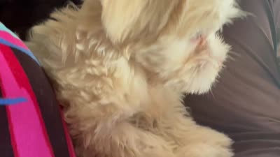 LYTE, a male Maltese and Shih Tzu for sale in Inglewood, CA – 9 of 9