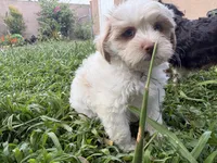 SNOW, a male Maltese and Shih Tzu for sale in Inglewood, CA – 5 of 7