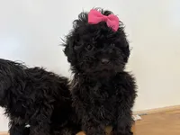 Pretty, a female Maltese and Shih Tzu for sale in Inglewood, CA – 3 of 6