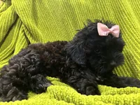 Casina, a female Maltese and Shih Tzu for sale in Inglewood, CA – 4 of 6