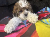 Handsome , a male Maltese and Shih Tzu for sale in Inglewood, CA – 2 of 10