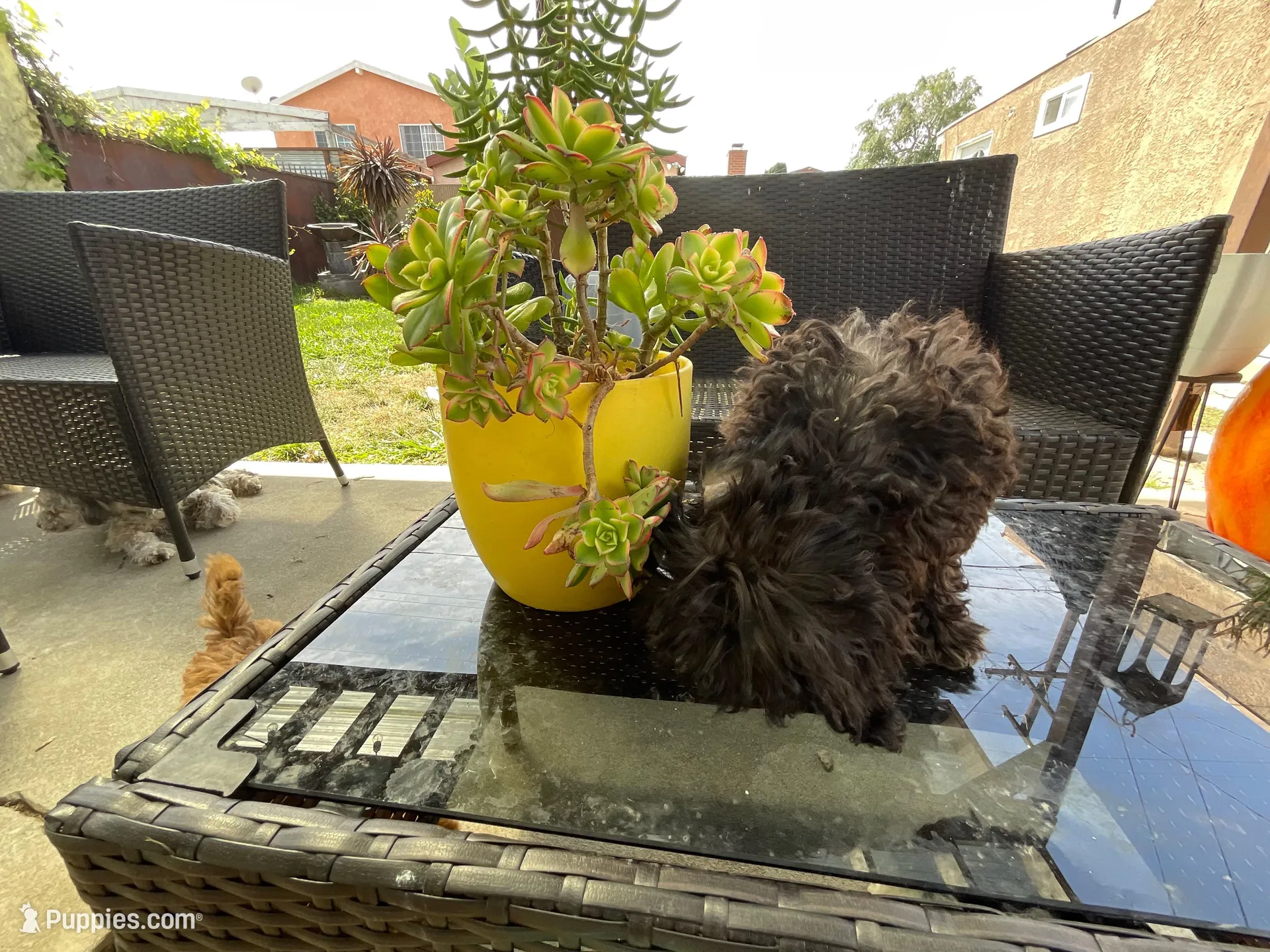 Curl, a female Shih Tzu for sale in Inglewood, CA – Photo 4 of 5