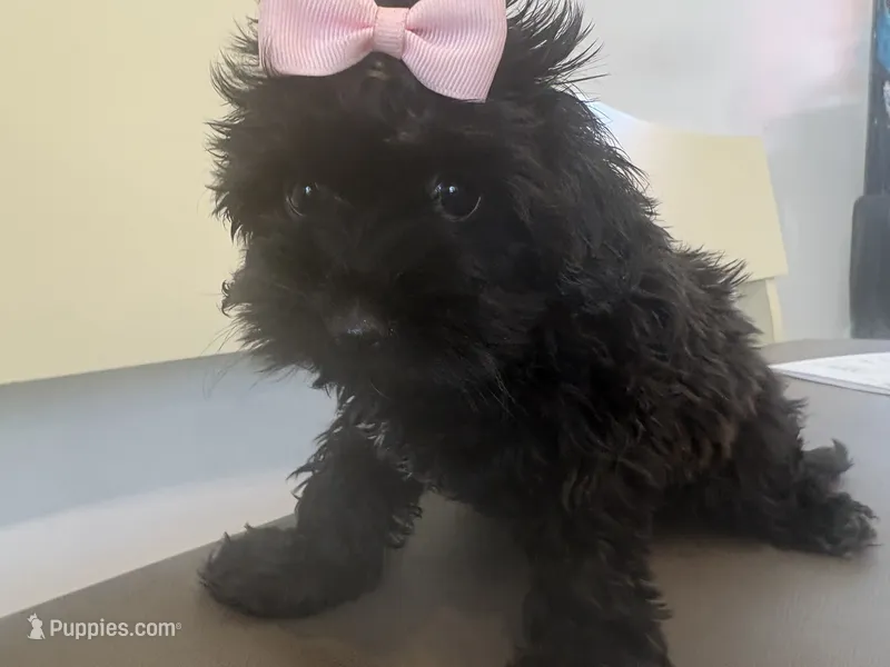 Casina – Maltese, Shih Tzu puppy for sale in Inglewood, CA