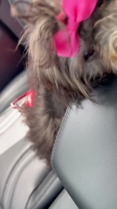 Curly, a female Maltese and Shih Tzu for sale in Inglewood, CA – 4 of 5