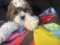 Handsome , a male Maltese and Shih Tzu for sale in Inglewood, CA – 1 of 10