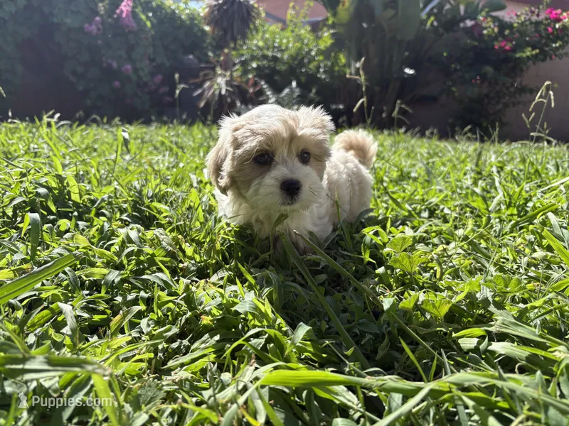 SEVEN – Maltese, Shih Tzu puppy for sale in Inglewood, CA