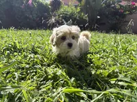 SEVEN, a female Maltese and Shih Tzu for sale in Inglewood, CA – 1 of 6