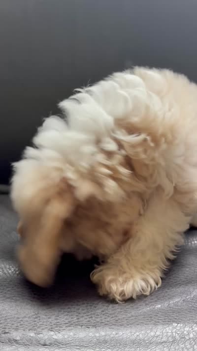 Leelee, a female Maltese and Shih Tzu for sale in Inglewood, CA – 10 of 10