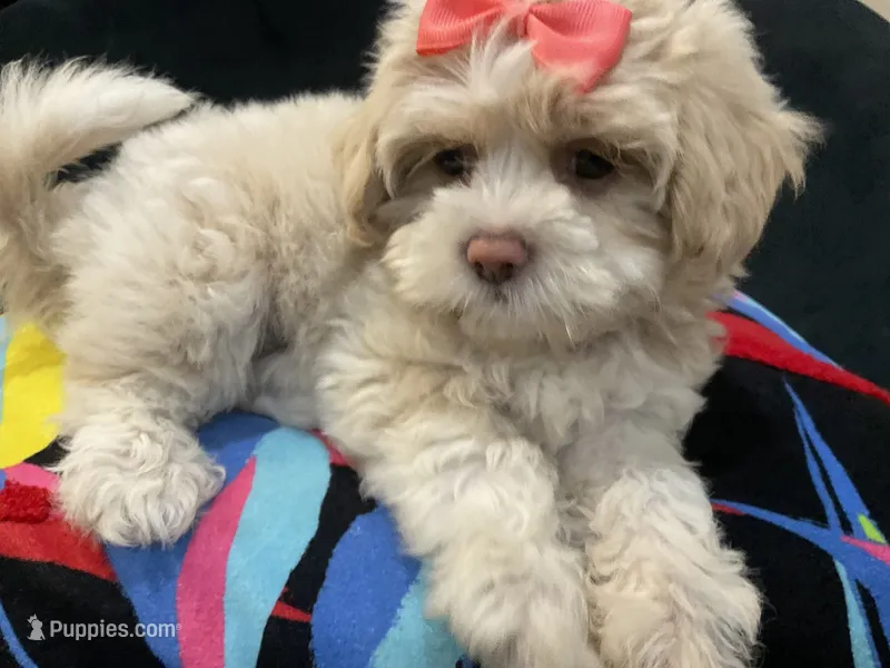 LEELEE  – Maltese, Shih Tzu puppy for sale in Inglewood, CA