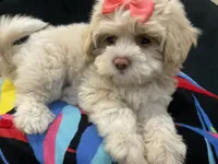 LEELEE , a female Maltese and Shih Tzu for sale in Inglewood, CA – 1 of 7