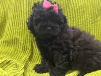 Pretty, a female Maltese and Shih Tzu for sale in Inglewood, CA – 2 of 6
