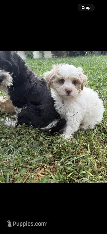 SNOW – Maltese, Shih Tzu puppy for sale in Inglewood, CA