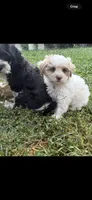 SNOW, a male Maltese and Shih Tzu for sale in Inglewood, CA – 1 of 7