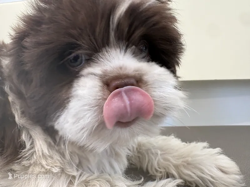 Eyes – Maltese, Shih Tzu puppy for sale in Inglewood, CA
