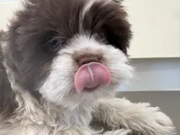 Eyes, a male Maltese and Shih Tzu for sale in Inglewood, CA – 1 of 6