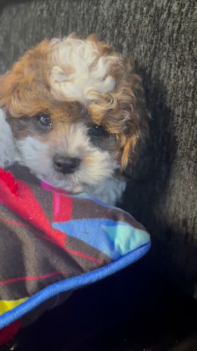 Handsome , a male Maltese and Shih Tzu for sale in Inglewood, CA – 10 of 10