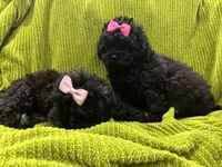 Casina, a female Maltese and Shih Tzu for sale in Inglewood, CA – 3 of 6