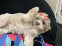 LEELEE , a female Maltese and Shih Tzu for sale in Inglewood, CA – 3 of 7