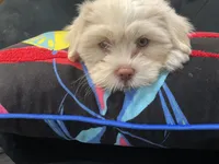LYTE, a male Maltese and Shih Tzu for sale in Inglewood, CA – 6 of 9