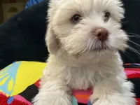 LYTE, a male Maltese and Shih Tzu for sale in Inglewood, CA – 2 of 9