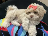 Leelee, a female Maltese and Shih Tzu for sale in Inglewood, CA – 5 of 10