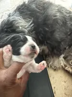 Mijoy , a female Shih Tzu for sale in Inglewood, CA – Photo 2 of 4