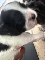 Mijoy , a female Shih Tzu for sale in Inglewood, CA – Photo 4 of 4